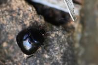 Coptosoma scutellatum