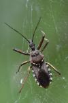 Rhynocoris erythropus