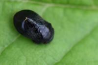 Penthimia nigra