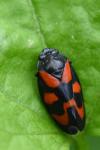 Cercopis vulnerata