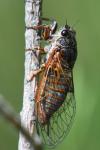 Cicadetta