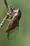 Cicadetta