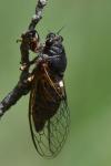 Cicadetta