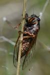 Cicadetta