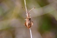 Syromastus rhombeus