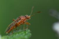 Rhopalus parumpunctatus