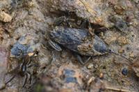 Nepa cinerea