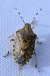 Rhaphigaster nebulosa