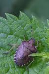 Peribalus strictus