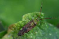 Pantilius tunicatus