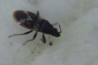 Oxycarenus modestus