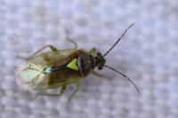 Orthops