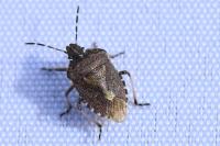 Dolycoris baccarum