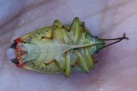 Elasmostethus interstinctus