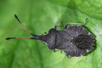 Enoplops scapha