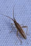 Stenodema calcarata