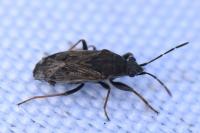 Peritrechus gracilicornis