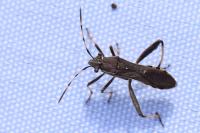 Camptopus lateralis