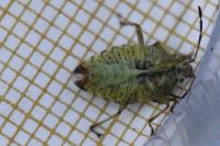 Elasmucha grisea