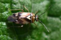 Orthops