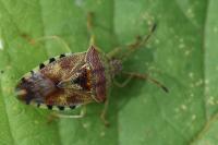 Elasmucha grisea