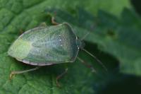 Nezara viridula