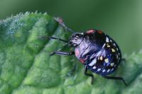 Nezara viridula