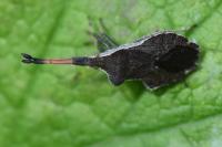 Enoplops scapha