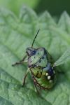 Nezara viridula