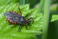 Rhynocoris annulatus