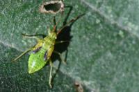 Pantilius tunicatus