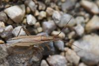 Stenodema calcarata