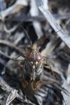 Lygus rugulipennis