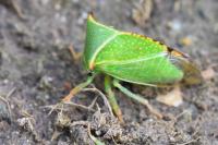 Stictocephala alta