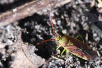 Pantilius tunicatus