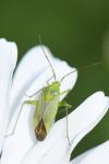 Closterotomus norwegicus
