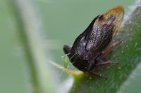 Centrotus cornutus