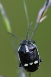 Eurydema oleracea