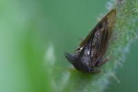 Centrotus cornutus