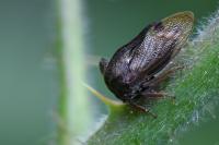 Centrotus cornutus