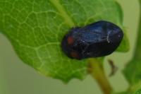 Penthimia nigra