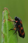 Cercopis intermedia