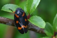 Cercopis intermedia