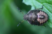 Peribalus strictus