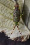 Pantilius tunicatus