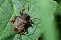 Picromerus bidens