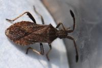 Coriomeris denticulatus
