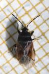 Drymus sylvaticus