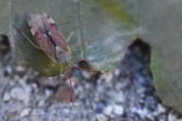 Pantilius tunicatus