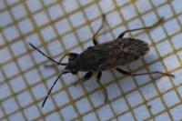 Peritrechus gracilicornis